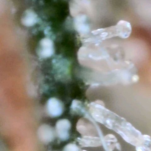 Eleanor growlog timeline photo