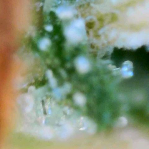 Gigi growlog timeline photo