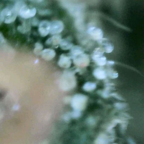 Gigi growlog timeline photo