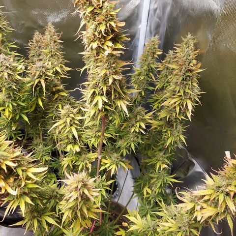 Gigi growlog timeline photo