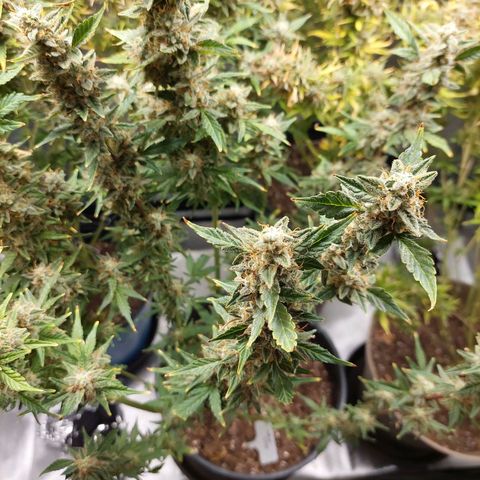 Cindy Lou growlog timeline photo