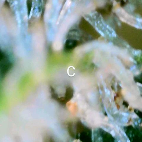 Cindy Lou growlog timeline photo