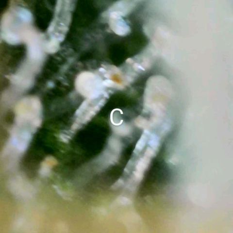 Cindy Lou growlog timeline photo