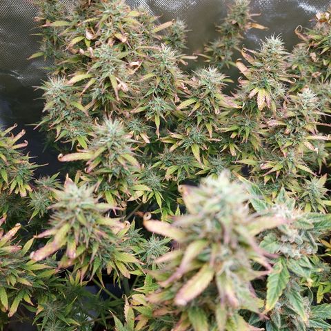 Eleanor growlog timeline photo