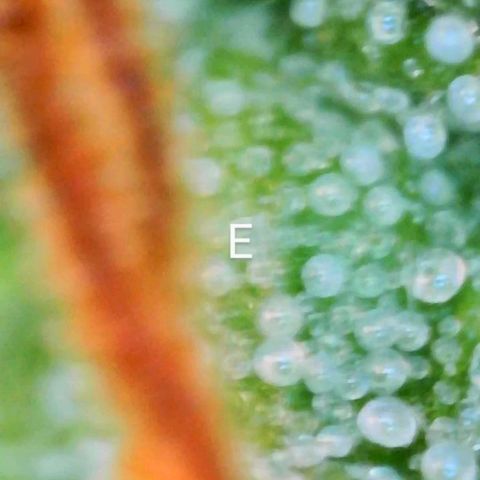 Eleanor growlog timeline photo