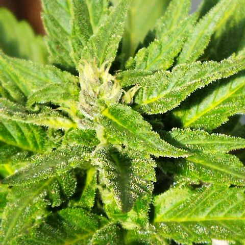 Independencia  growlog photo: Los cristales  aparecen en buena cantidad las flores adquieren un tono lila y los primeros pelos blancos se han vuelto café  de la flor principal