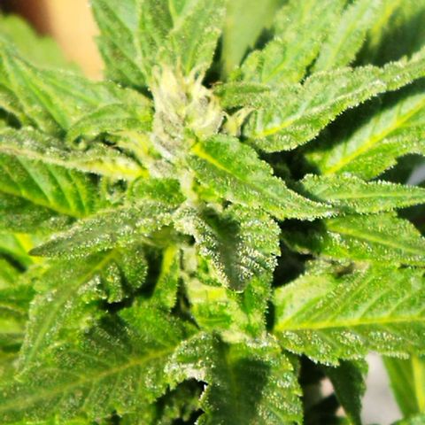 Independencia  growlog photo: Los cristales  aparecen en buena cantidad las flores adquieren un tono lila y los primeros pelos blancos se han vuelto café  de la flor principal