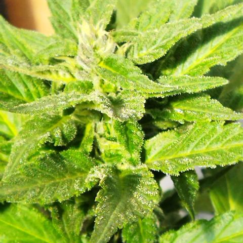 Independencia  growlog photo: Los cristales  aparecen en buena cantidad las flores adquieren un tono lila y los primeros pelos blancos se han vuelto café  de la flor principal