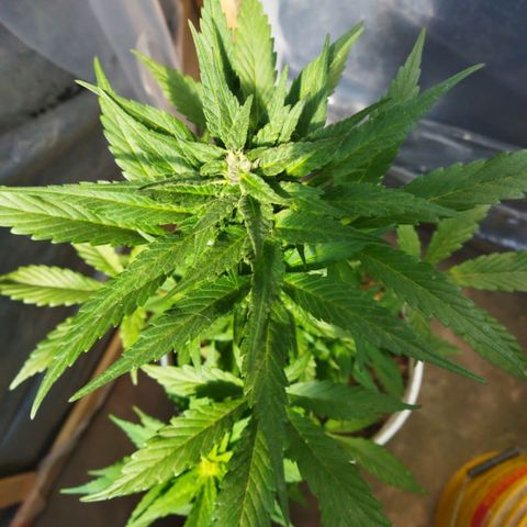 Independencia  growlog photo: Los cristales  aparecen en buena cantidad las flores adquieren un tono lila y los primeros pelos blancos se han vuelto café  de la flor principal