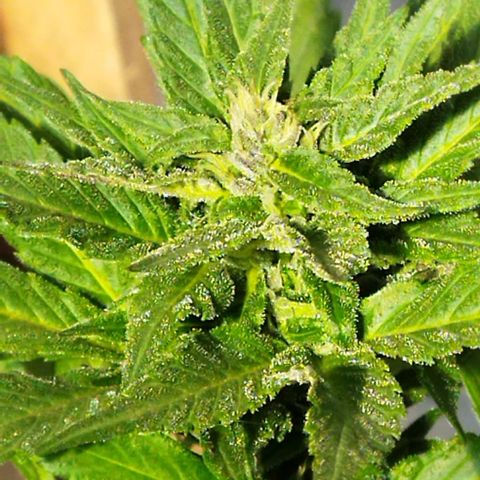 Independencia  growlog photo: Los cristales  aparecen en buena cantidad las flores adquieren un tono lila y los primeros pelos blancos se han vuelto café  de la flor principal