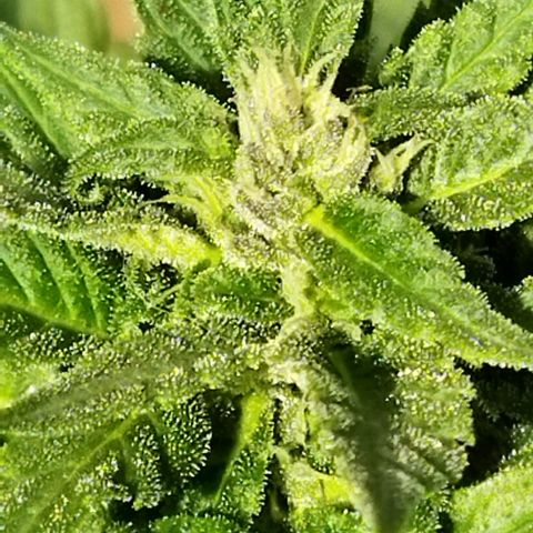 Independencia  growlog photo: Los cristales  aparecen en buena cantidad las flores adquieren un tono lila y los primeros pelos blancos se han vuelto café  de la flor principal