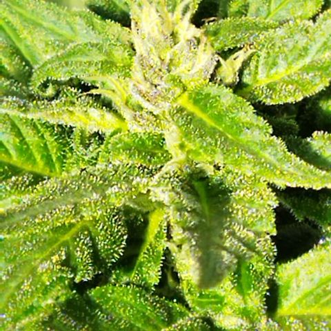 Independencia  growlog photo: Los cristales  aparecen en buena cantidad las flores adquieren un tono lila y los primeros pelos blancos se han vuelto café  de la flor principal