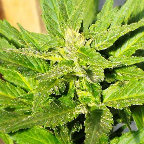 Independencia  growlog photo: Los cristales  aparecen en buena cantidad las flores adquieren un tono lila y los primeros pelos blancos se han vuelto café  de la flor principal