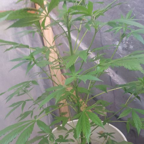 Casualidad Kush growlog timeline photo