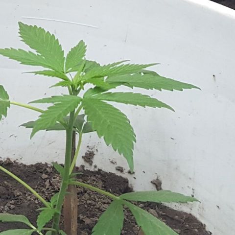 Casualidad Kush growlog timeline photo