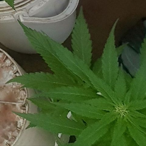 Independencia  growlog photo: Empieza etapa de floración.