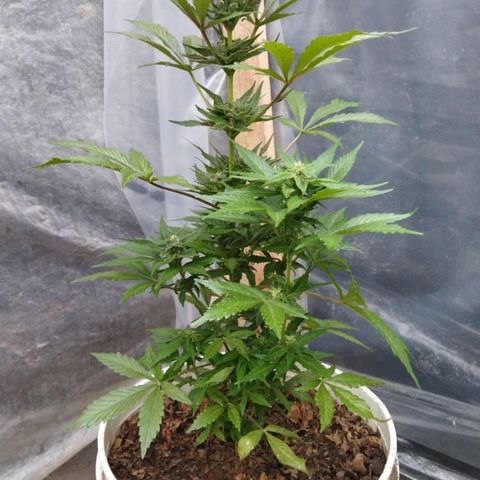 Independencia  growlog timeline photo