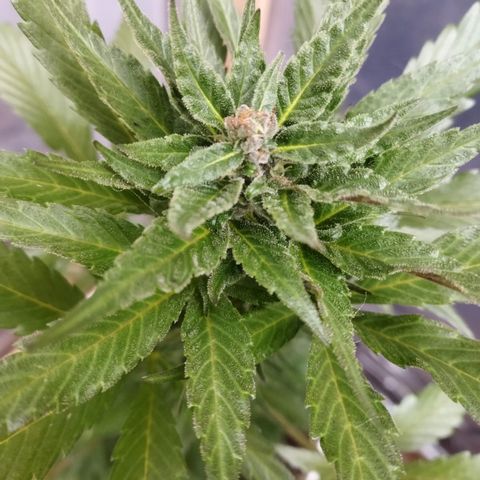 Independencia  growlog timeline photo