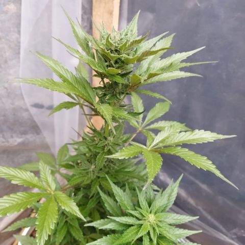 Independencia  growlog timeline photo