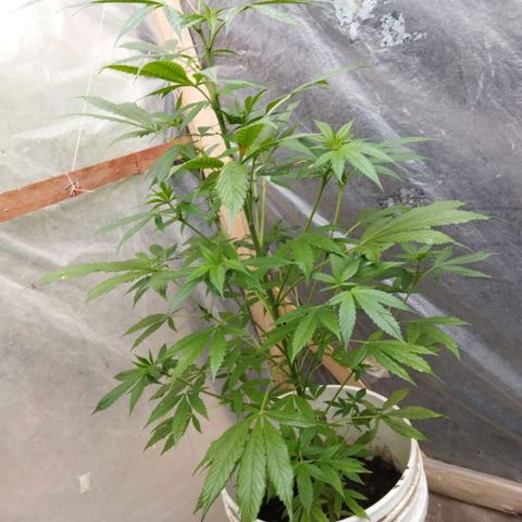 Casualidad Kush growlog timeline photo