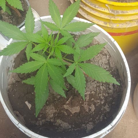 Independencia  growlog timeline photo