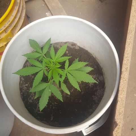 Casualidad Kush growlog timeline photo