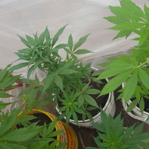 Independencia  growlog timeline photo