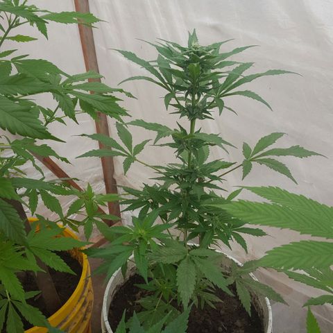 Independencia  growlog timeline photo