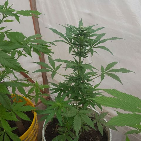 Independencia  growlog timeline photo