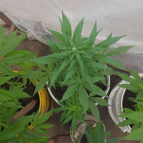 Independencia  growlog timeline photo