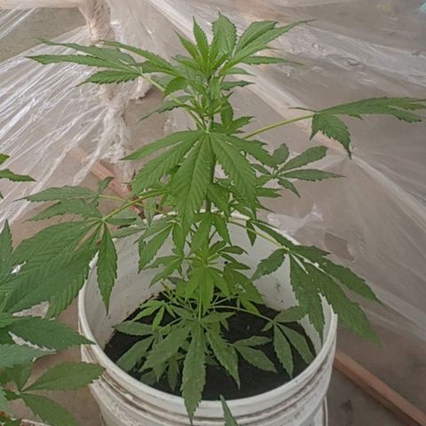 Casualidad Kush growlog timeline photo