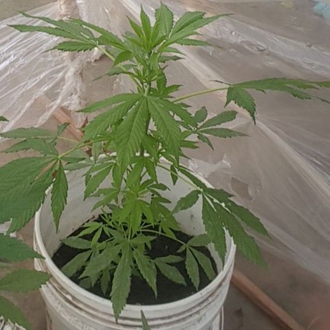 Casualidad Kush growlog timeline photo