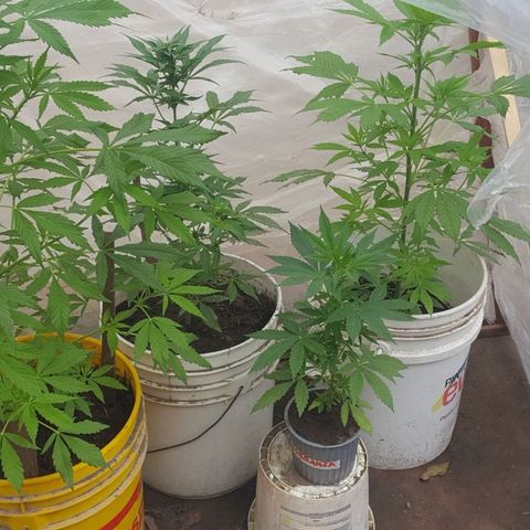 Casualidad Kush growlog timeline photo