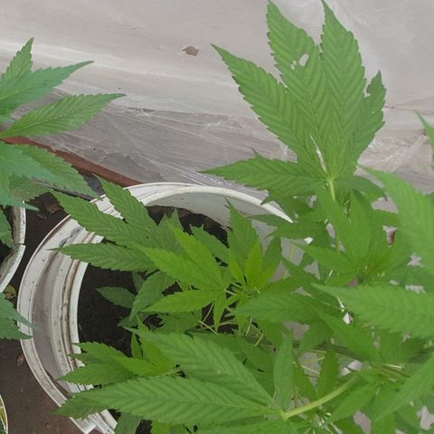 Casualidad Kush growlog timeline photo