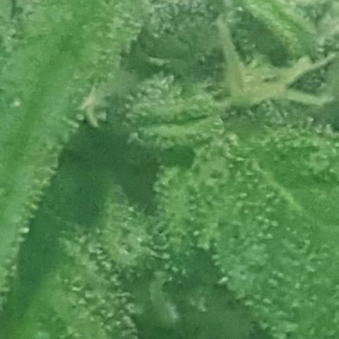 Independencia  growlog timeline photo