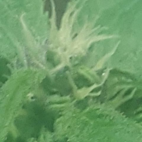 Independencia  growlog timeline photo