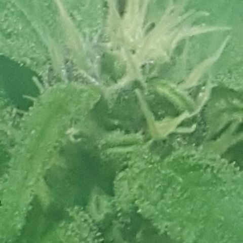 Independencia  growlog timeline photo