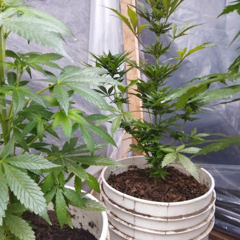 Independencia  growlog timeline photo