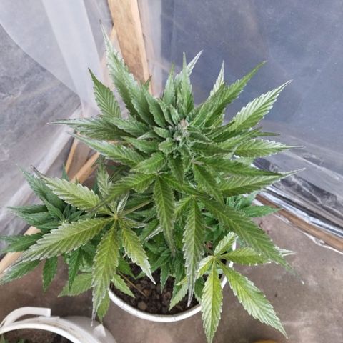 Independencia  growlog timeline photo
