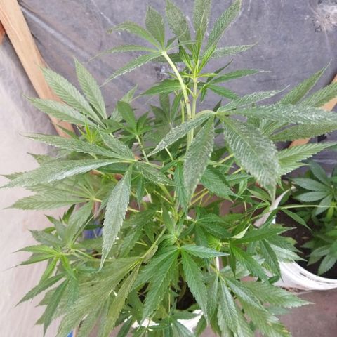 Casualidad Kush growlog timeline photo