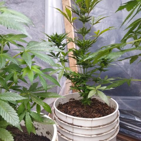 Independencia  growlog timeline photo