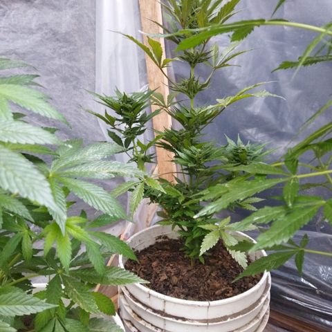 Independencia  growlog timeline photo
