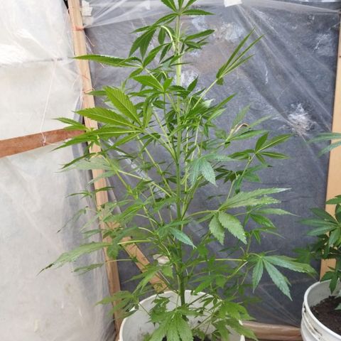 Casualidad Kush growlog timeline photo