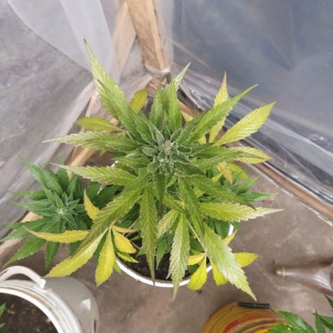 Independencia  growlog timeline photo