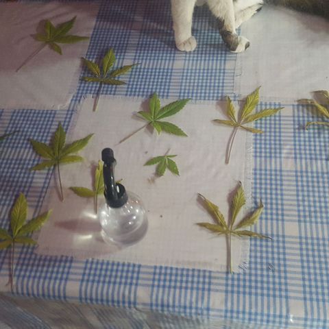 Independencia  growlog timeline photo