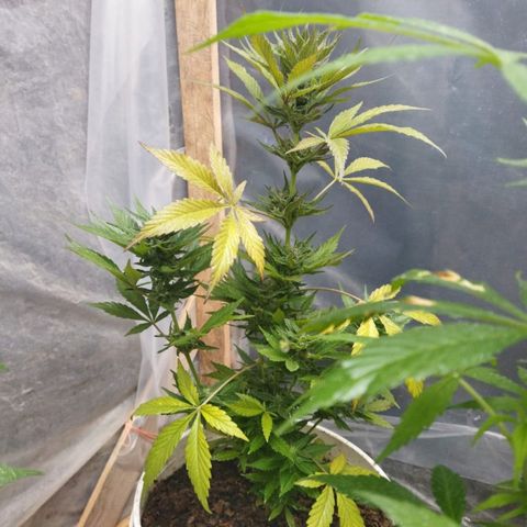 Independencia  growlog timeline photo