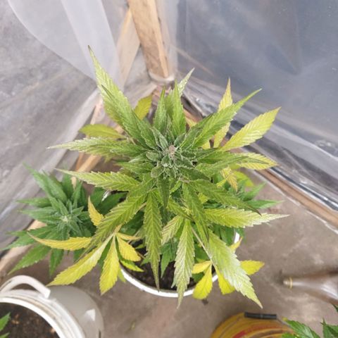 Independencia  growlog timeline photo