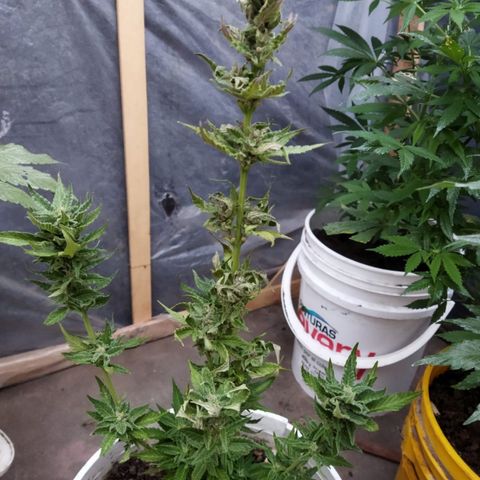 Independencia  growlog timeline photo