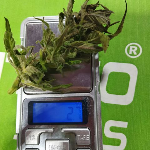 Independencia  growlog timeline photo
