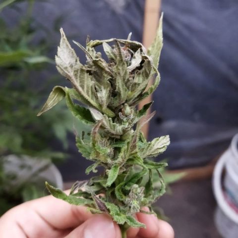 Independencia  growlog timeline photo